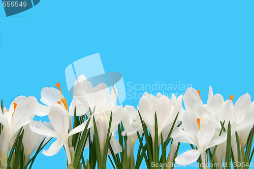 Image of White crocus