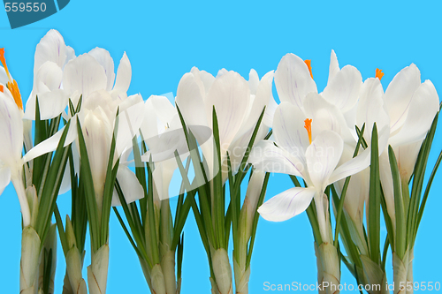 Image of White crocus