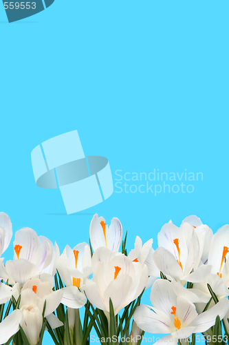 Image of White crocus