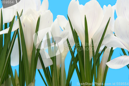 Image of White crocus