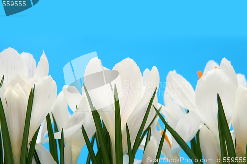 Image of White crocus