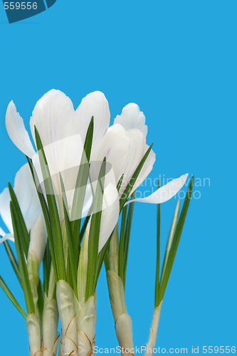 Image of White crocus