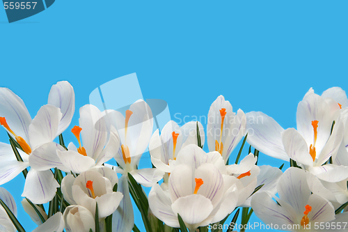 Image of White crocus