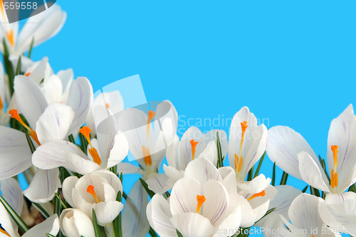 Image of White crocus