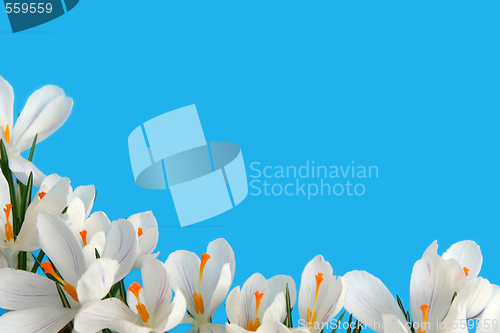 Image of White crocus