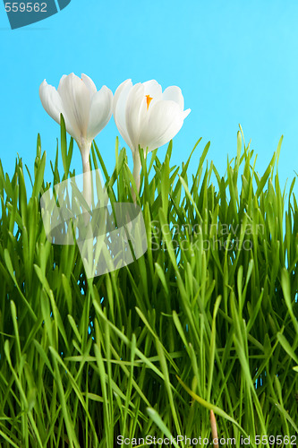 Image of White crocus