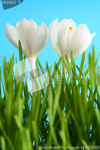 Image of White crocus