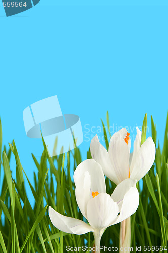 Image of White crocus