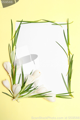 Image of Spring flowers frame