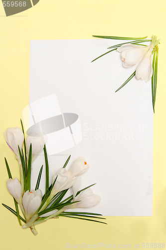 Image of Spring flowers frame
