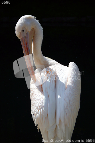 Image of Pelican standing, in sunlight