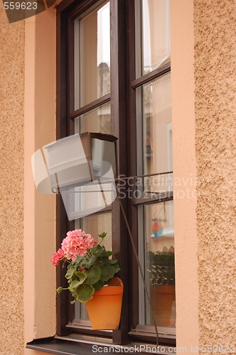 Image of Pelargonium and window-mirror.