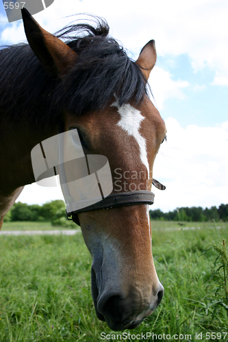 Image of Portrait of a horse