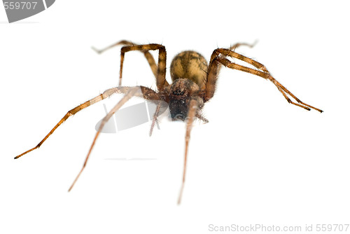 Image of Isolated Spider