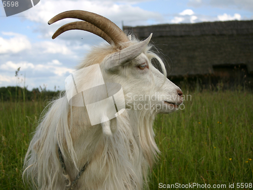 Image of A goat [3]