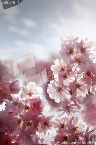 Image of Cherry blossom