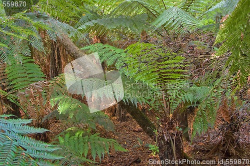 Image of in the rainforest