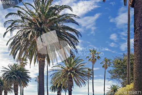 Image of palm trees