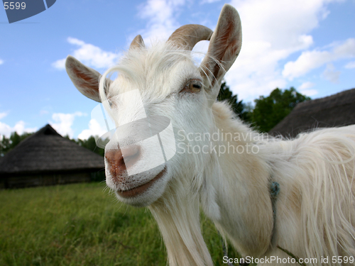 Image of A goat [2]