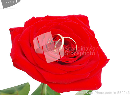 Image of rose with a wedding rings