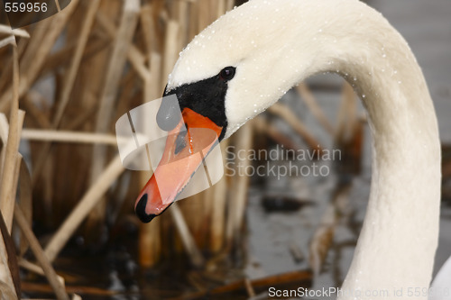 Image of Swan