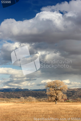 Image of lone tree