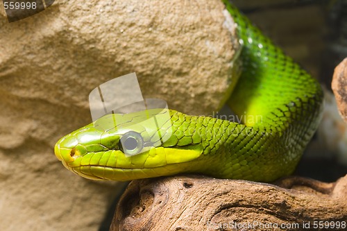 Image of Red Tailed Racer