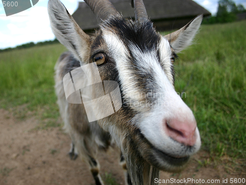 Image of A goat