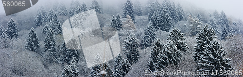 Image of Fir-tree landscape panorama