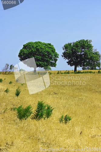 Image of Two green trees on yellow field