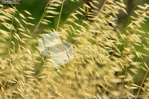 Image of Dry grass background