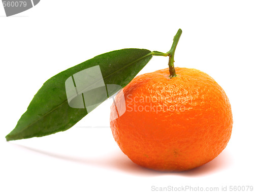 Image of Tangerine with one leaf