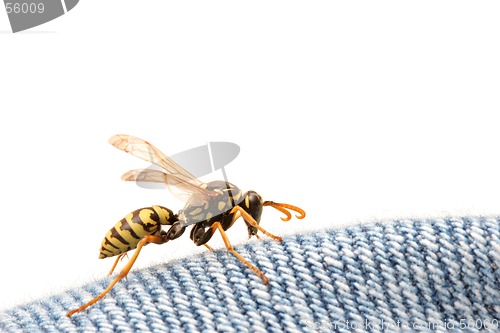 Image of wasp on blue jeans