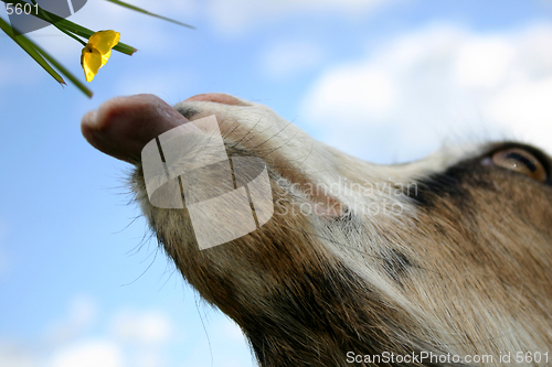 Image of Eating goat