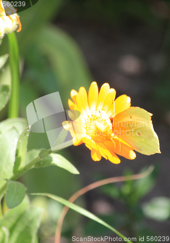Image of Butterfly on the marigold
