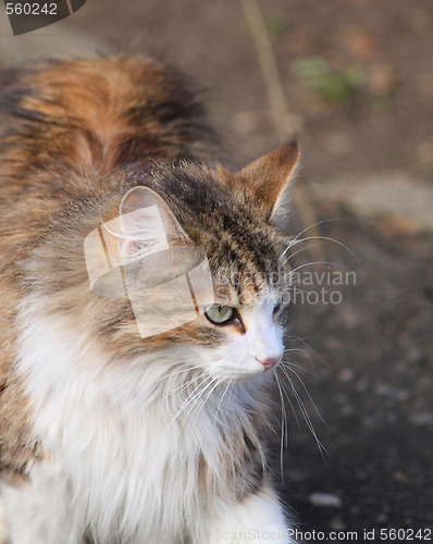 Image of Cat