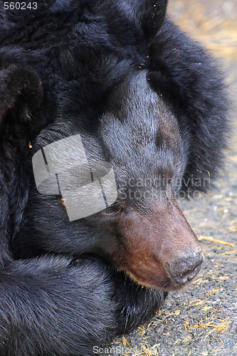 Image of Black bear