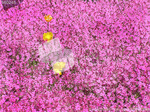 Image of Yellow tulips among pink