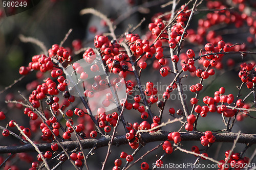 Image of Red berries