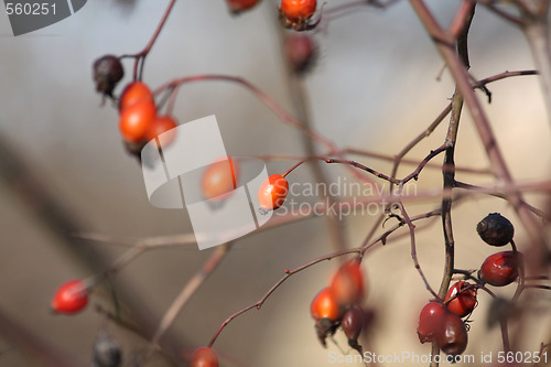 Image of Hips berry