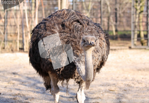 Image of Ostrich