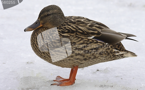 Image of Duck