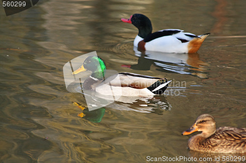 Image of Swimming ducks