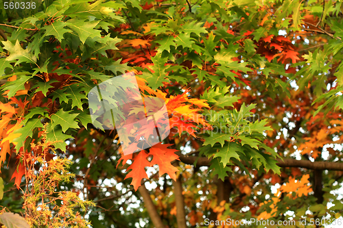 Image of Oak leaves