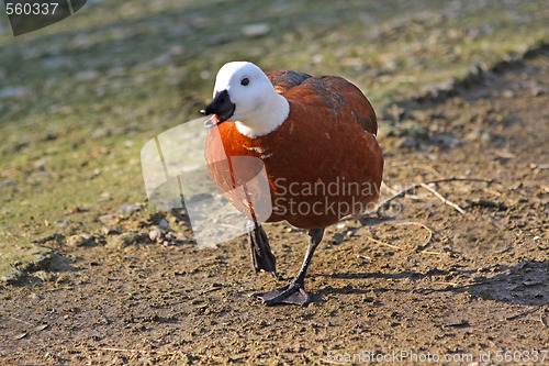 Image of Running duck