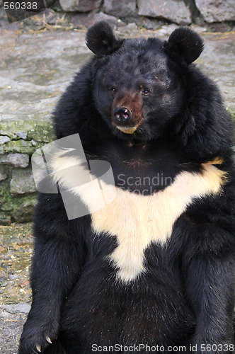 Image of Black bear