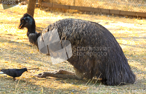 Image of Emu