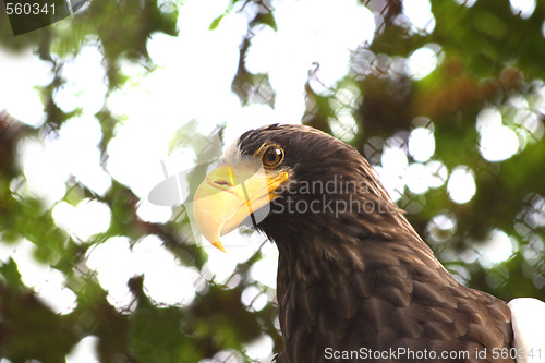 Image of Eagle