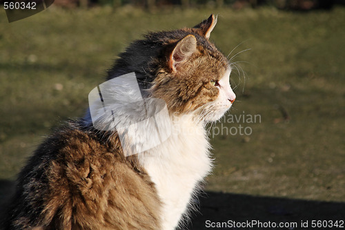 Image of Cat