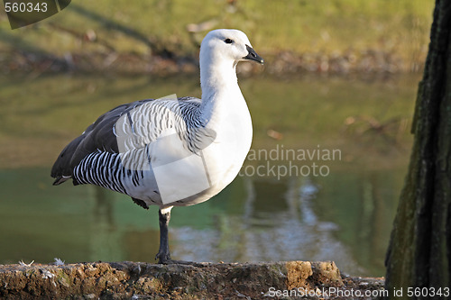 Image of White seagull